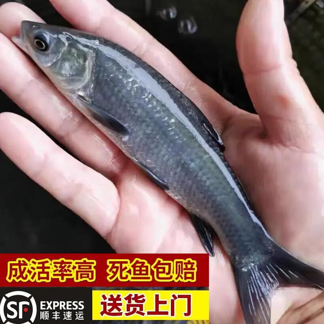 青鱼多少钱一斤？2024市场价了解一下！